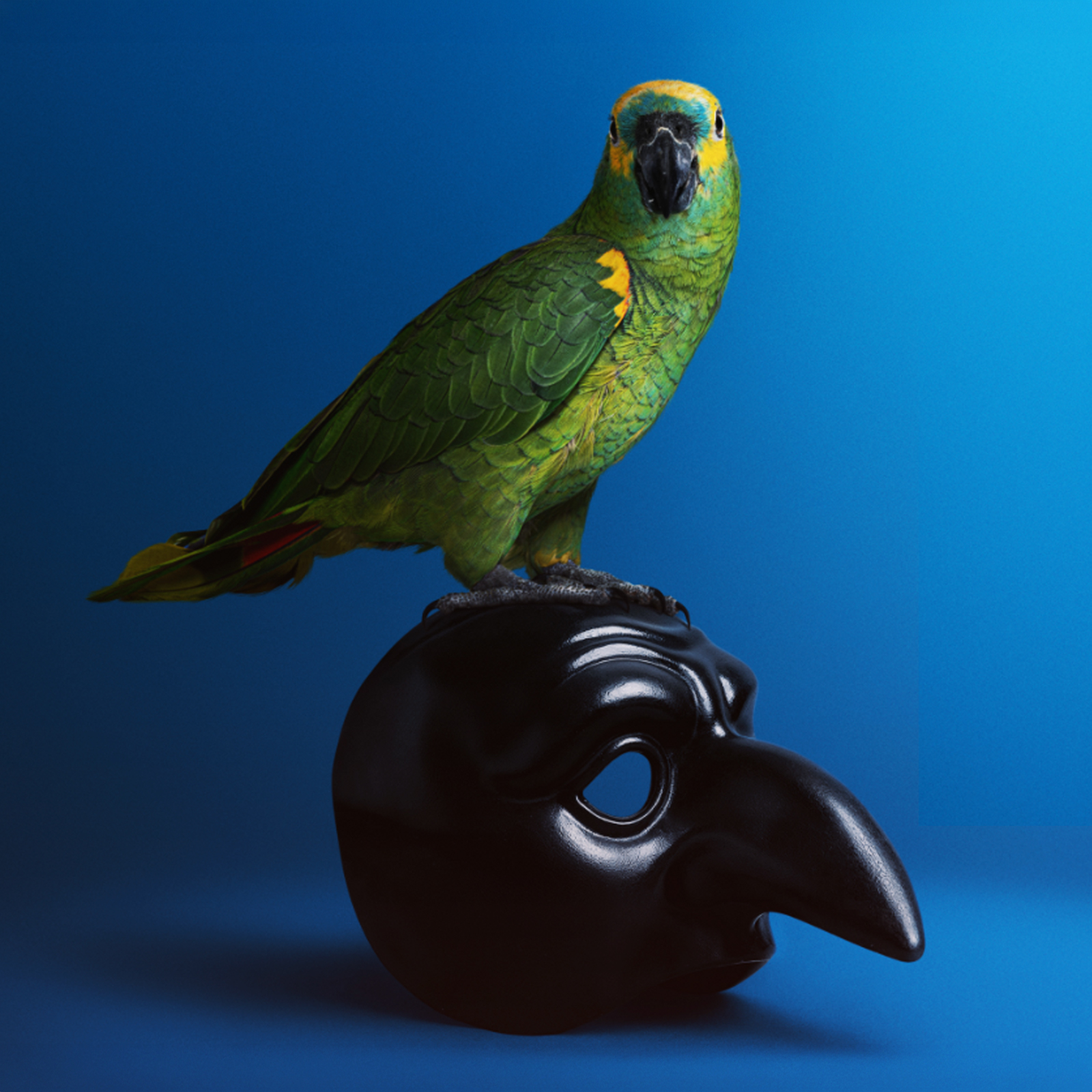 Portobello + Lucky Luke | 16×30